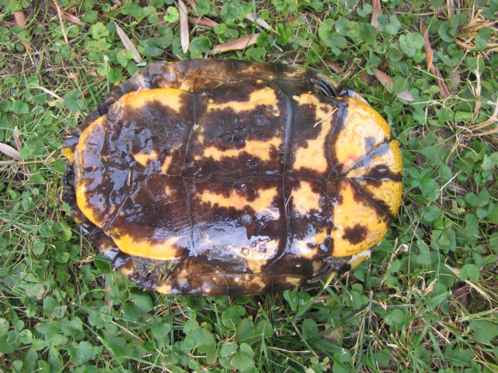 Trachemis sp.